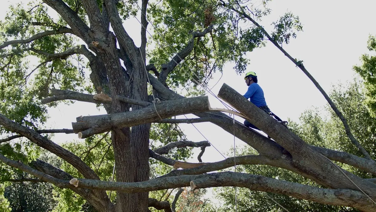 Professional Crown Thinning performed by certified arborists in Cosby