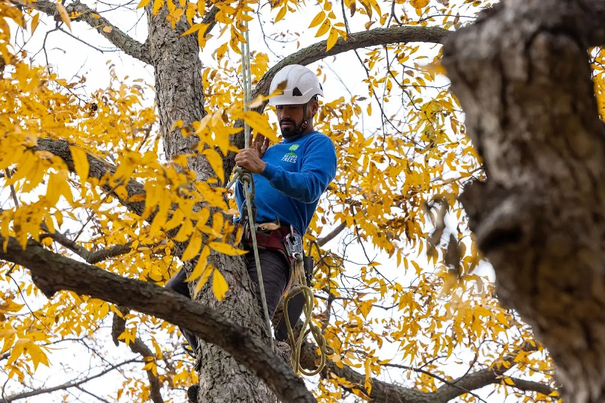 Skilled Tree Planing crew working in Cosby